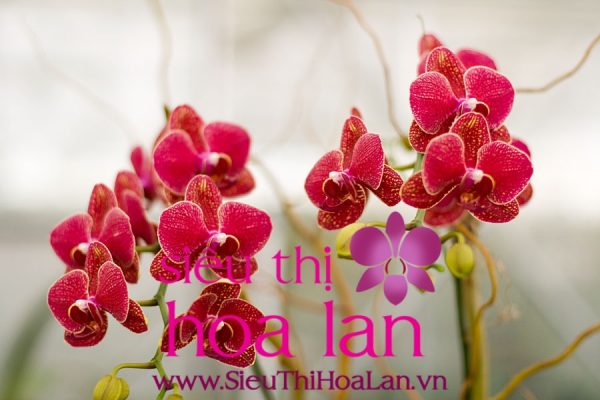 hoa lan ho diep ten khoa hoc la gi 4