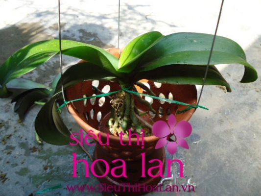 KỸ THUẬT CƠ BẢN TRỒNG HOA LAN HỒ ĐIỆP SAU TẾT ki thuat trong hoa lan ho diep sau tet 1