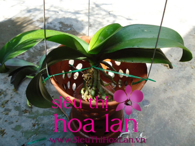 KỸ THUẬT CƠ BẢN TRỒNG HOA LAN HỒ ĐIỆP SAU TẾT ki thuat trong hoa lan ho diep sau tet 1