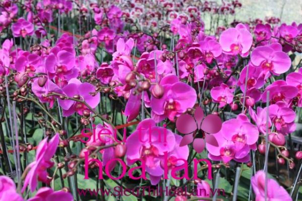 kinh nghiem mua lan ho diep gia si 1