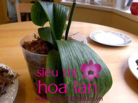 Làm gì khi lan hồ điệp héo lá lam gi khi hoa ho diep bi heo la 1