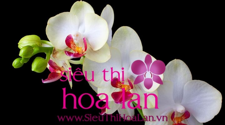 lam sao de nhan biet lan ho diep nhap khau 3