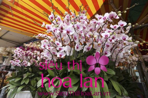 lam sao de nhan biet lan ho diep nhap khau 4