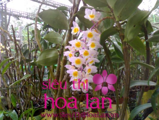 lan h diep co bao nhieu loai 1