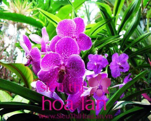 Lan hồ điệp có bao nhiêu loại? lan h diep co bao nhieu loai 3