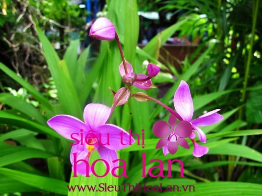 Lan hồ điệp có bao nhiêu loại? lan h diep co bao nhieu loai 4