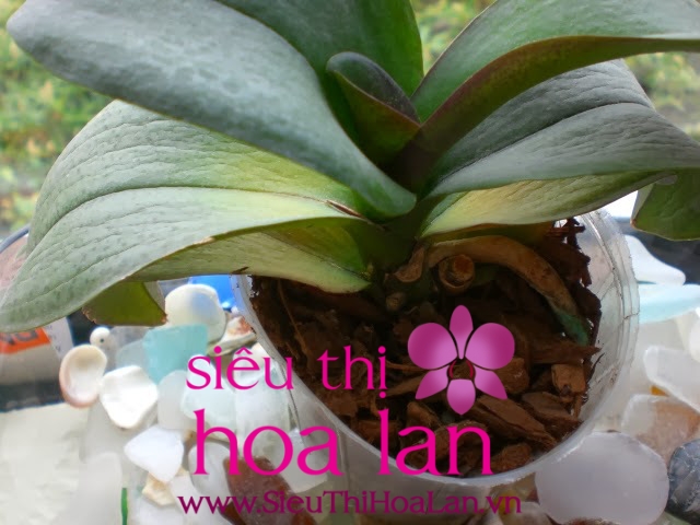 LAN HỒ ĐIỆP BỊ KHÔ RỄ lan ho diep bi kho re 1