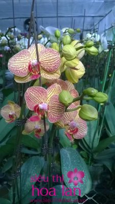 lan ho diep kim cuong va nhung dieu can biet 2