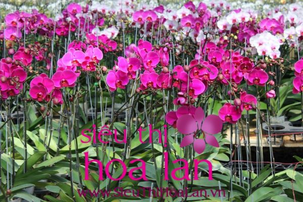 lan ho diep kim cuong va nhung dieu can biet 4