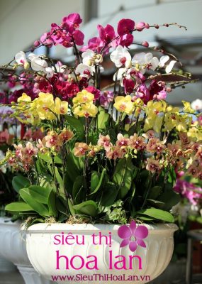 Lan hồ điệp ngày tết món quà quý giá lan ho diep mon qua tet quy gia 2