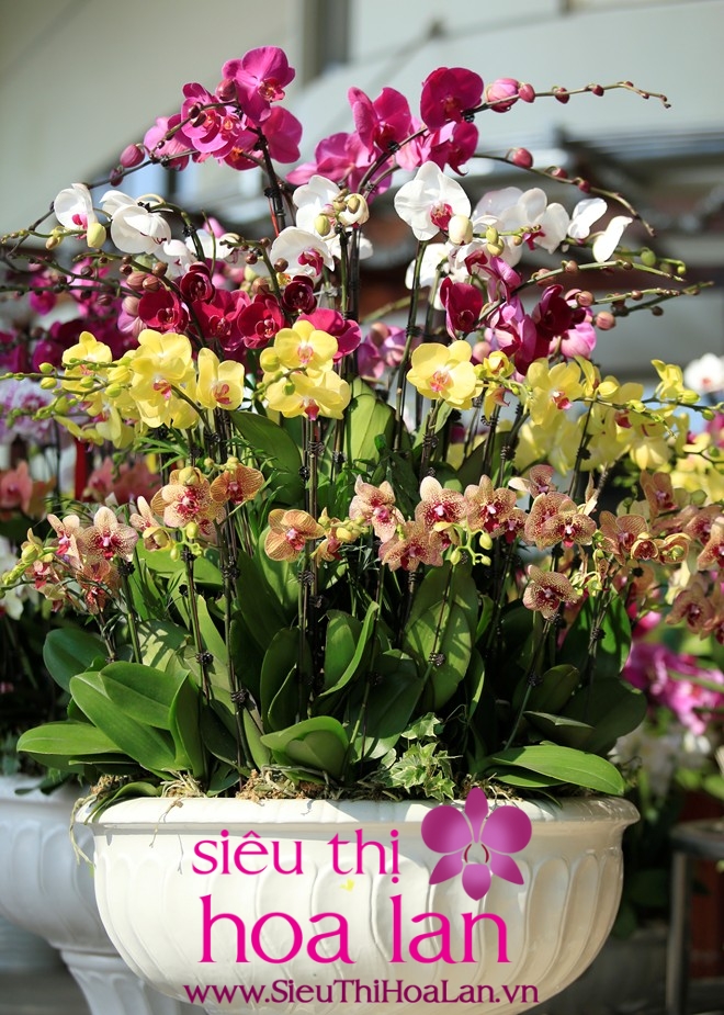 lan ho diep mon qua tet quy gia 2