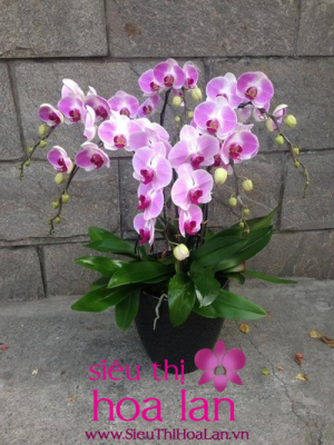 lan ho diep mon qua tet quy gia 3