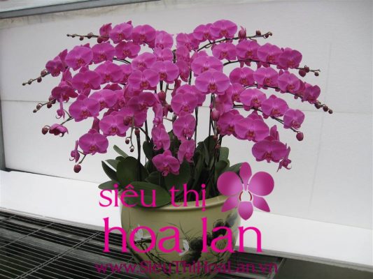 Lan hồ điệp ngày tết món quà quý giá lan ho diep mon qua tet quy gia 4