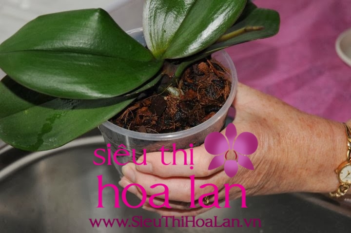 Lí giải vì sao lan hồ điệp không ra rễ li giai vi sao lan ho diep khong ra re 1