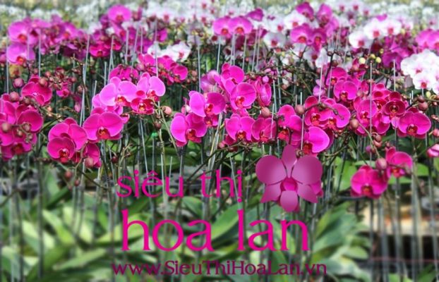 Lưu ý khi trồng lan hồ điệp giống HCM luu y khi trong lan ho diep giong hcm 1