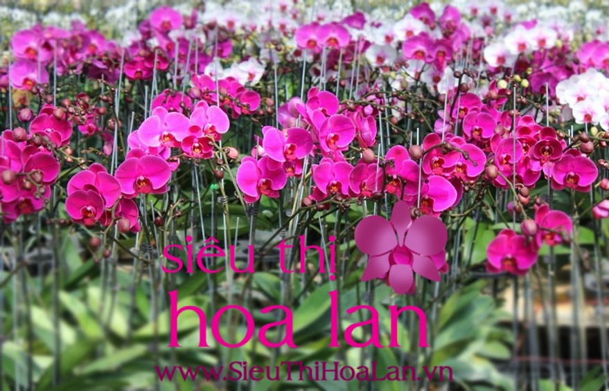 Lưu ý khi trồng lan hồ điệp giống HCM luu y khi trong lan ho diep giong hcm 1