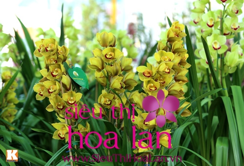 mach ban cach chon dia lan dep 1