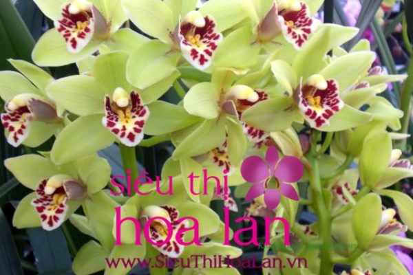 mach ban cach chon dia lan dep 3