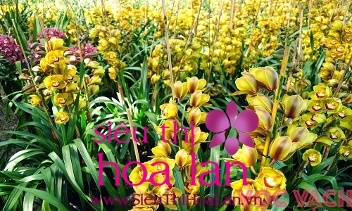 mach ban cach chon dia lan dep 4