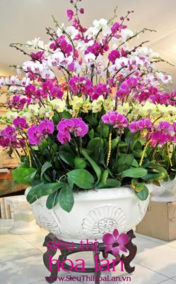 mat nhan ngam nhung chau lan ho diep khung 1