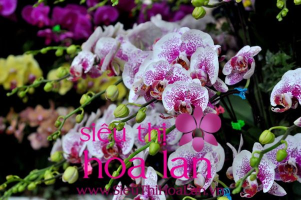 mat nhan ngam nhung chau lan ho diep khung 4