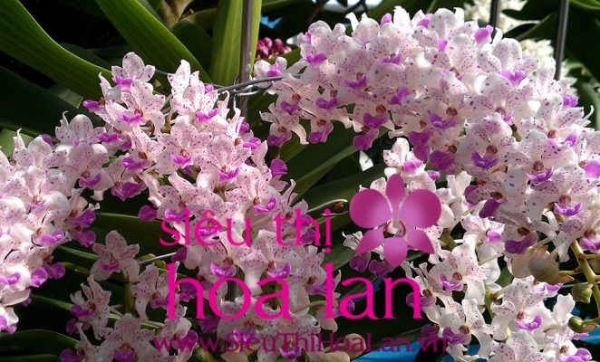 mua hoa dia lan o dau la dam bao 1