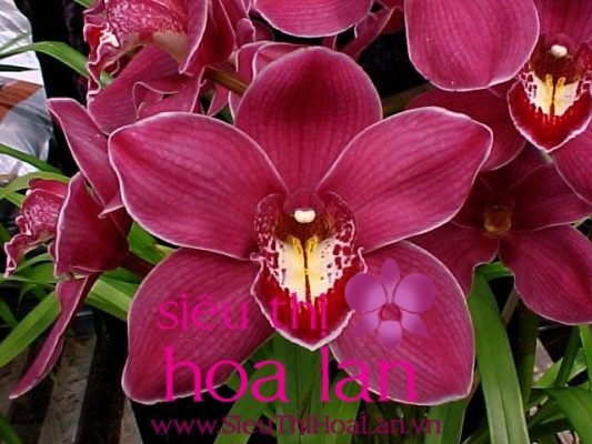 mua hoa dia lan o dau la dam bao 3