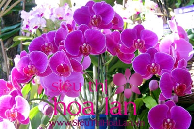 mua hoa dia lan o ha noi co kho khong 1