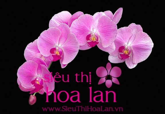Mua hoa địa lan ở Hà Nội có khó không? mua hoa dia lan o ha noi co kho khong 3