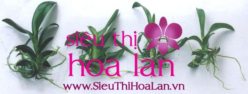 Mua lan hồ điệp cấy mô ở đâu chất lượng nhất Hà Nội mua lan ho diep cay mo o dau chat luong nhat ha noi 3