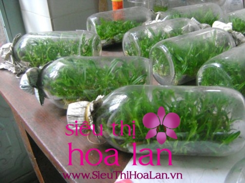 Mua lan hồ điệp cấy mô ở đâu chất lượng nhất Hà Nội mua lan ho diep cay mo o dau chat luong nhat ha noi 4