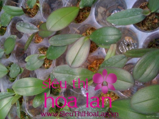 mua lan ho diep con o dau ban da biet chua 1