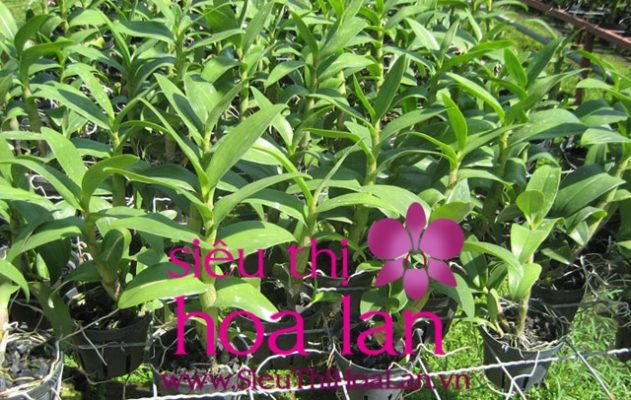 Mua lan hồ điệp con ở đâu bạn đã biết chưa? mua lan ho diep con o dau ban da biet chua 3