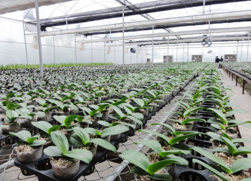 Mua lan hồ điệp con ở đâu bạn đã biết chưa? mua lan ho diep con o dau ban da biet chua 4 1