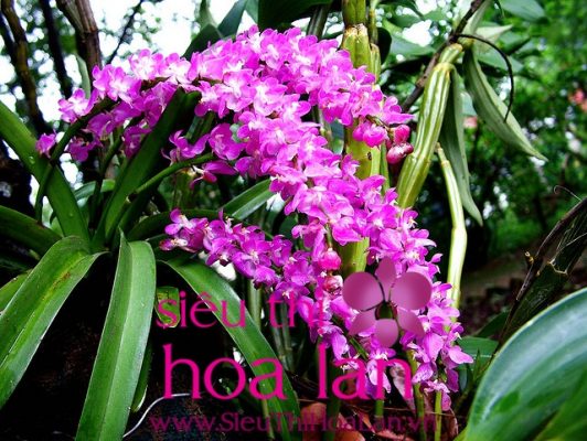 mua lan ho diep o TPHCM gia re 1