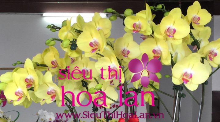 Mua lan hồ điệp ở TP.HCM giá rẻ mua lan ho diep o TPHCM gia re 3