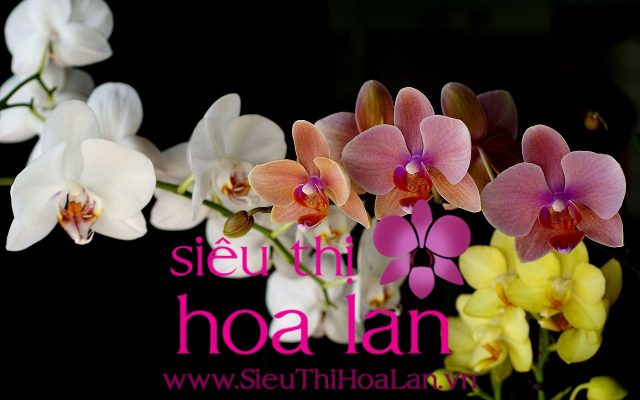 Mua lan hồ điệp ở TP.HCM giá rẻ mua lan ho diep o TPHCM gia re 4