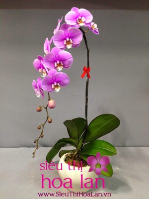 mua lan ho diep o dau chat luong voi gia ca tot nhat ha noi 1