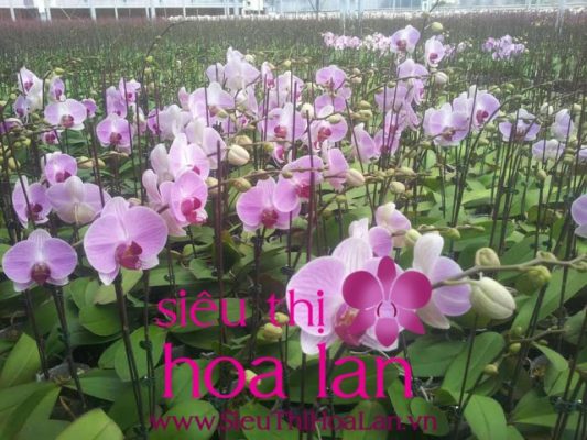 Mua lan hồ điệp ở đâu chất lượng với giá cả tốt nhất Hà Nội? mua lan ho diep o dau chat luong voi gia ca tot nhat ha noi 4