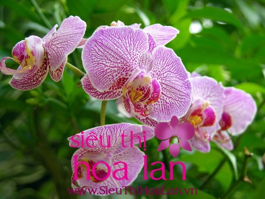 Mua lan hồ điệp ở Hà Nội đẹp giá rẻ mua lan ho diep o ha noi gia re 1