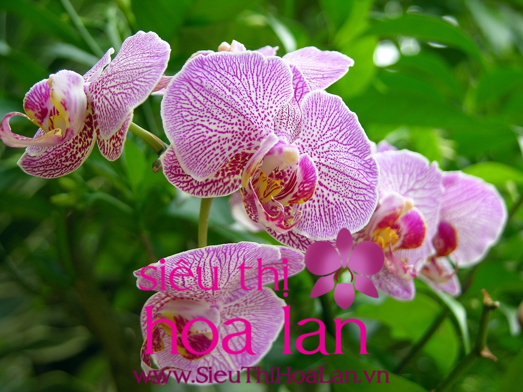 Mua lan hồ điệp ở Hà Nội đẹp giá rẻ mua lan ho diep o ha noi gia re 1
