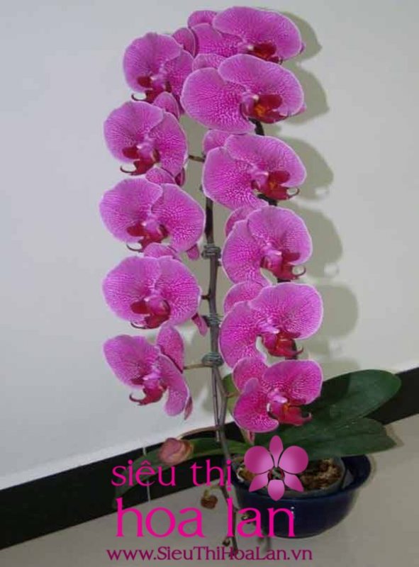 Những bí mật cần biết về lan hồ điệp cắt cành nhung bi mat can biet ve lan ho diep cat canh 2