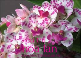Những cách chăm sóc Hoa lan Hồ Điệp bạn nên biết nhung cach cham soc hoa lan ho diep ma ban nen biet 1