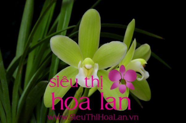 nhung dieu ban can biet ve dia lan dai hoang 1
