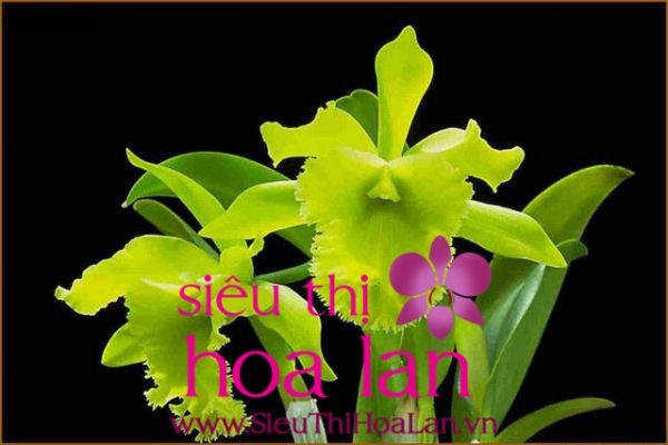 Những điều bạn cần biết về giống địa lan Đại hoàng nhung dieu ban can biet ve dia lan dai hoang 2