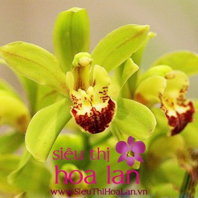 Những điều bạn cần biết về giống địa lan Đại hoàng nhung dieu ban can biet ve dia lan dai hoang 4