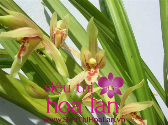 nhung dieu ban can biet ve dia lan la dai 1