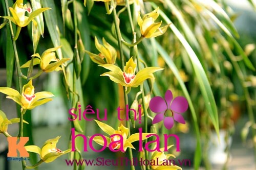 nhung dieu ban can biet ve dia lan la dai 3