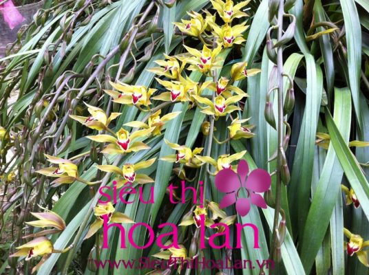 nhung dieu ban can biet ve dia lan la dai 4