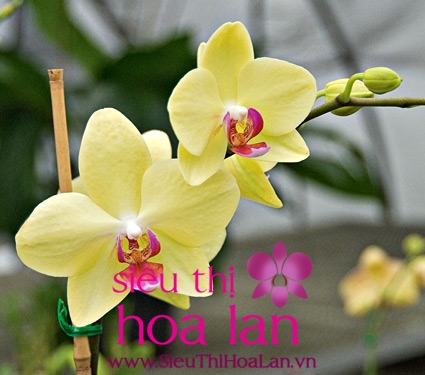Những điều bạn nên biết về địa lan đại kiều nhung dieu ban nen biet ve dia lan dai kieu 1